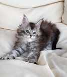 Czarna srebrzysta koteczka Maine coon