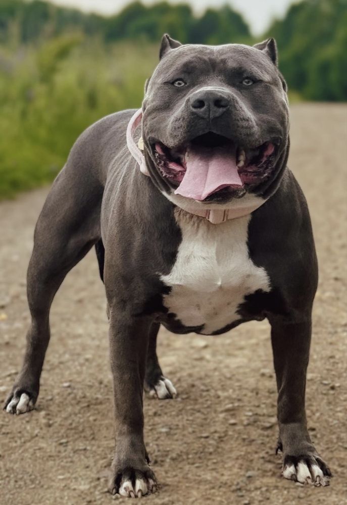 Zapowiedź miotu American Bully XL - samce