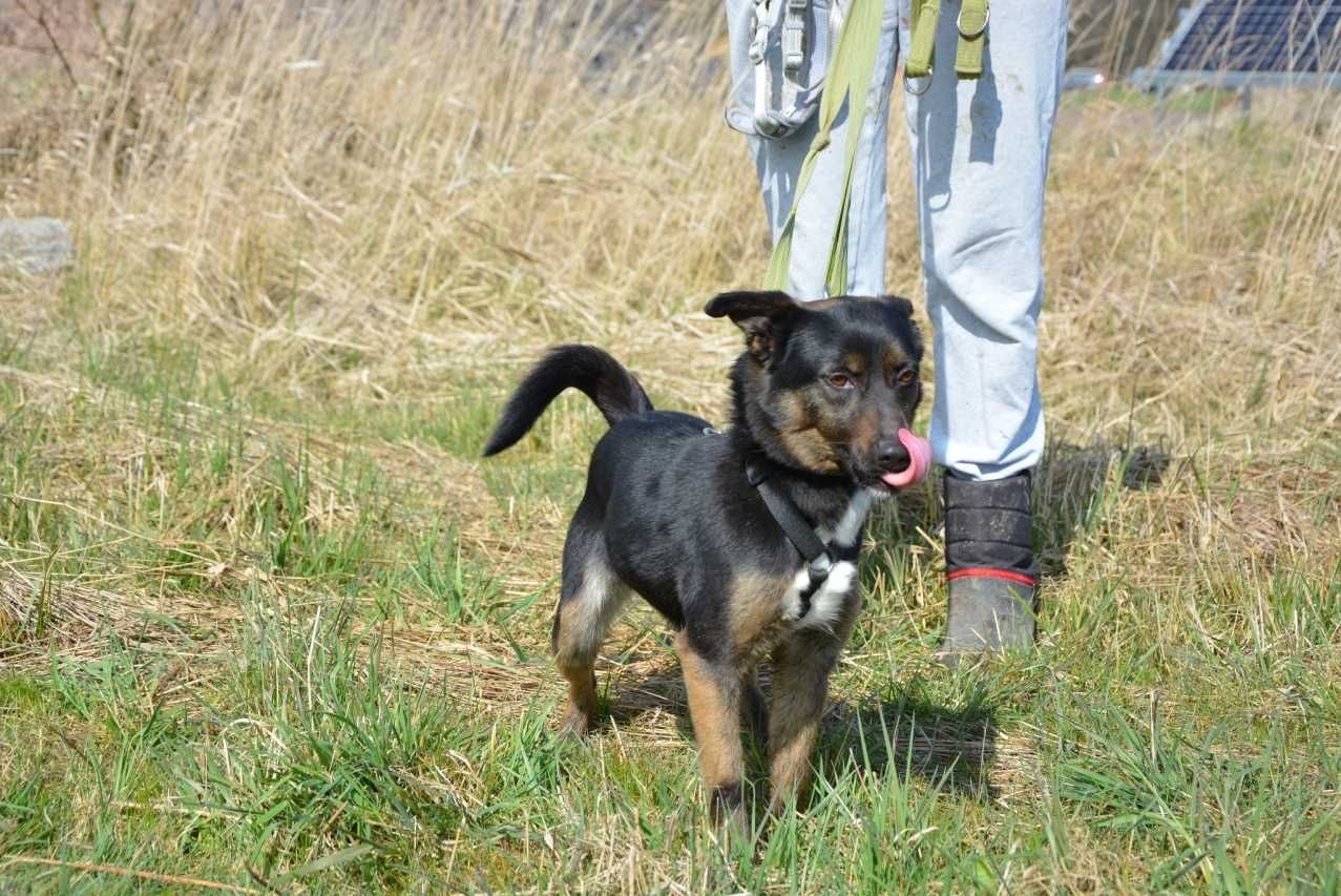 Hermiona - sunia sprytna, optymistyczna, energiczna do adopcji.