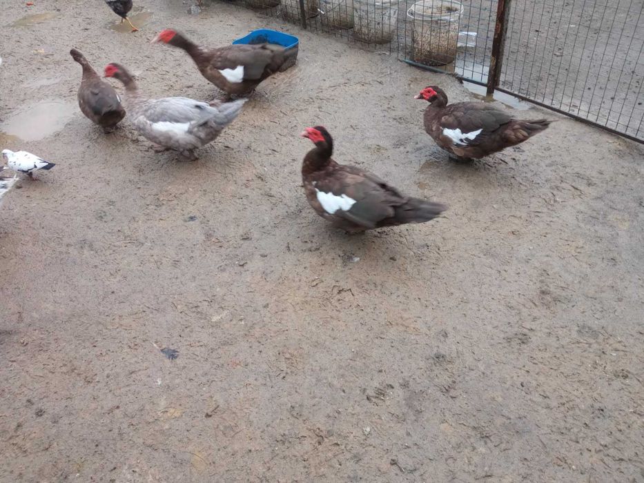 Kaczory francuskie czekoladowe