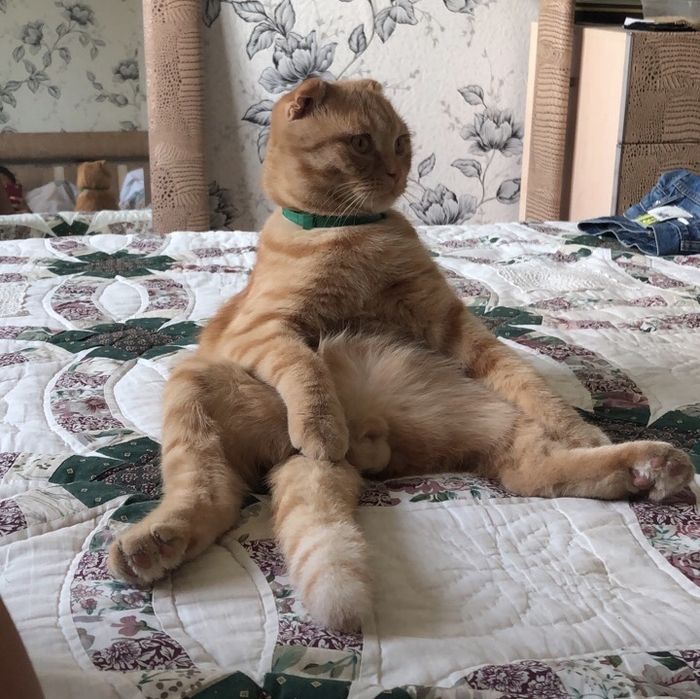 Кіт шукає свою прямовуху «Помпею»