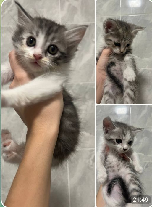 Котята ищут семью.