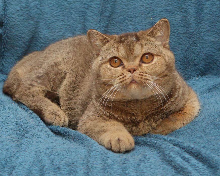 Брутальний, кремезний британець для поціновувачів породи