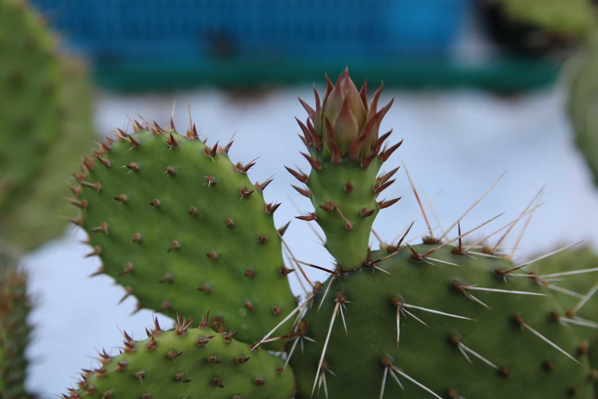 Opuncja mrozoodporna .      .    (Kaktus ogrodowy zimotrwały zimujący)