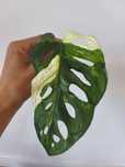 Monstera Adansonii variegaty sadzonki pędowe