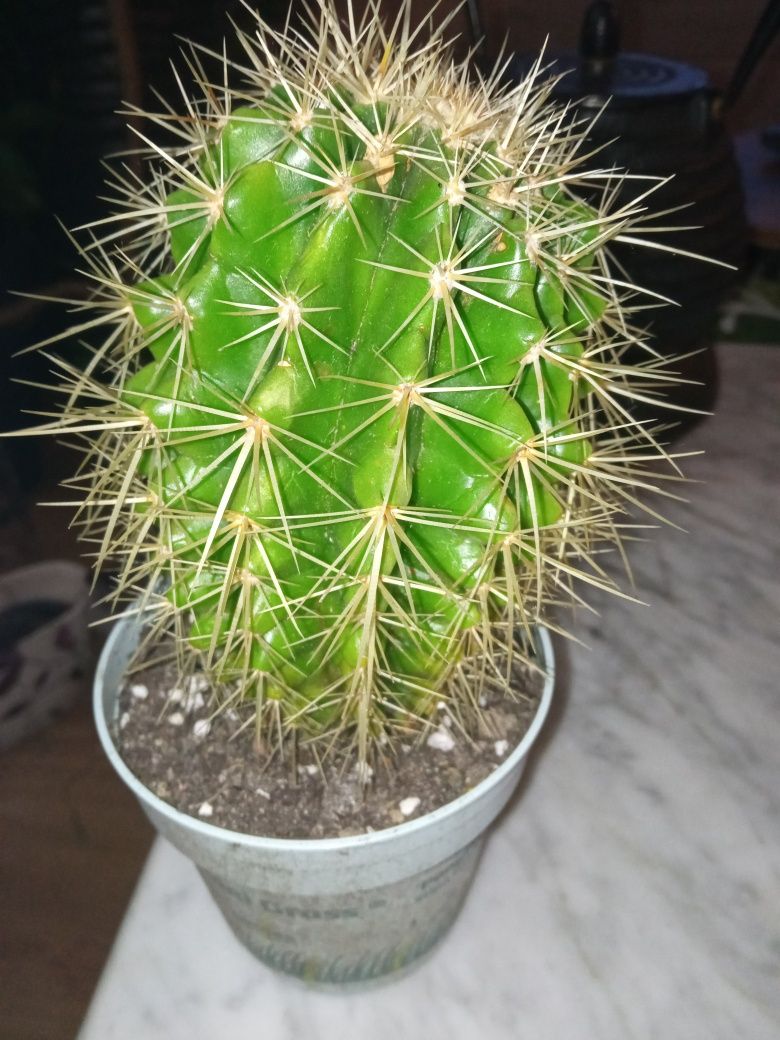 Kaktus echinocactus grusonii