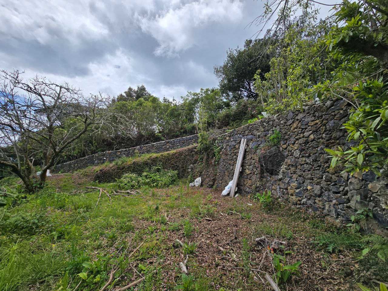 Terreno com pomar 3000m2