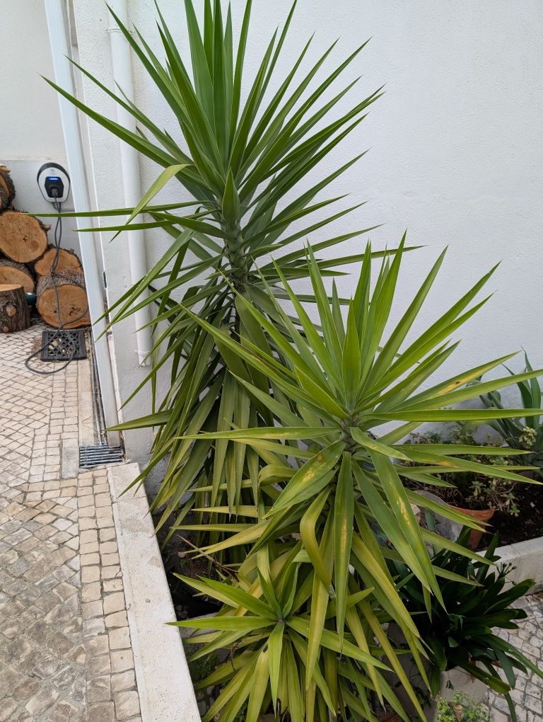 Yuca - Agulha de Adão