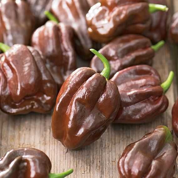 Sementes de habanero chocolate