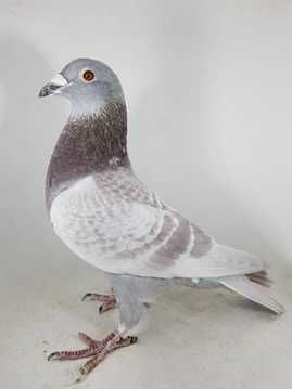 Gołębie pocztowe- lotowane samczyki