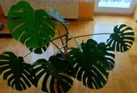 Monstera ok. 70cm