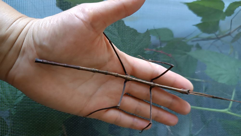 Голубий палочник