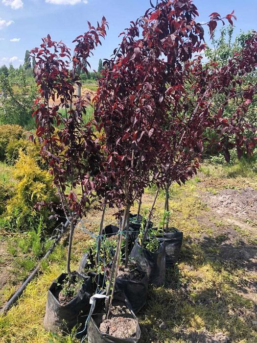 Деревья липа, клен, береза, катальпа, писсарди, лиственница, ива