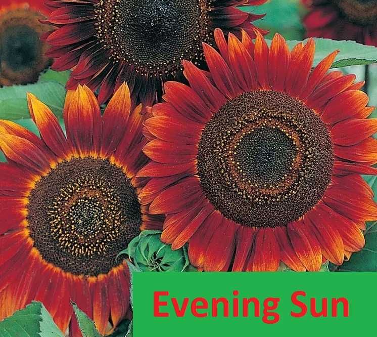 Słonecznik ozdobny na kwiat cięty RED SUN * paszport - faktura ARiMR