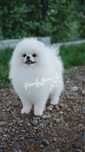 Szpic Miniaturowy, Pomeranian