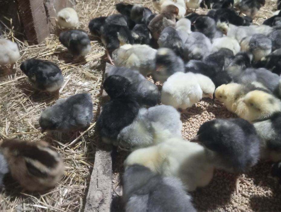 Kurczęta 5 dniowe - Dominant blue, tricolor oraz czubate