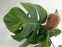 Monstera marmorata