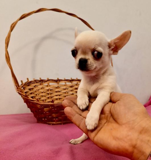 Chihuahua krótkowłosy