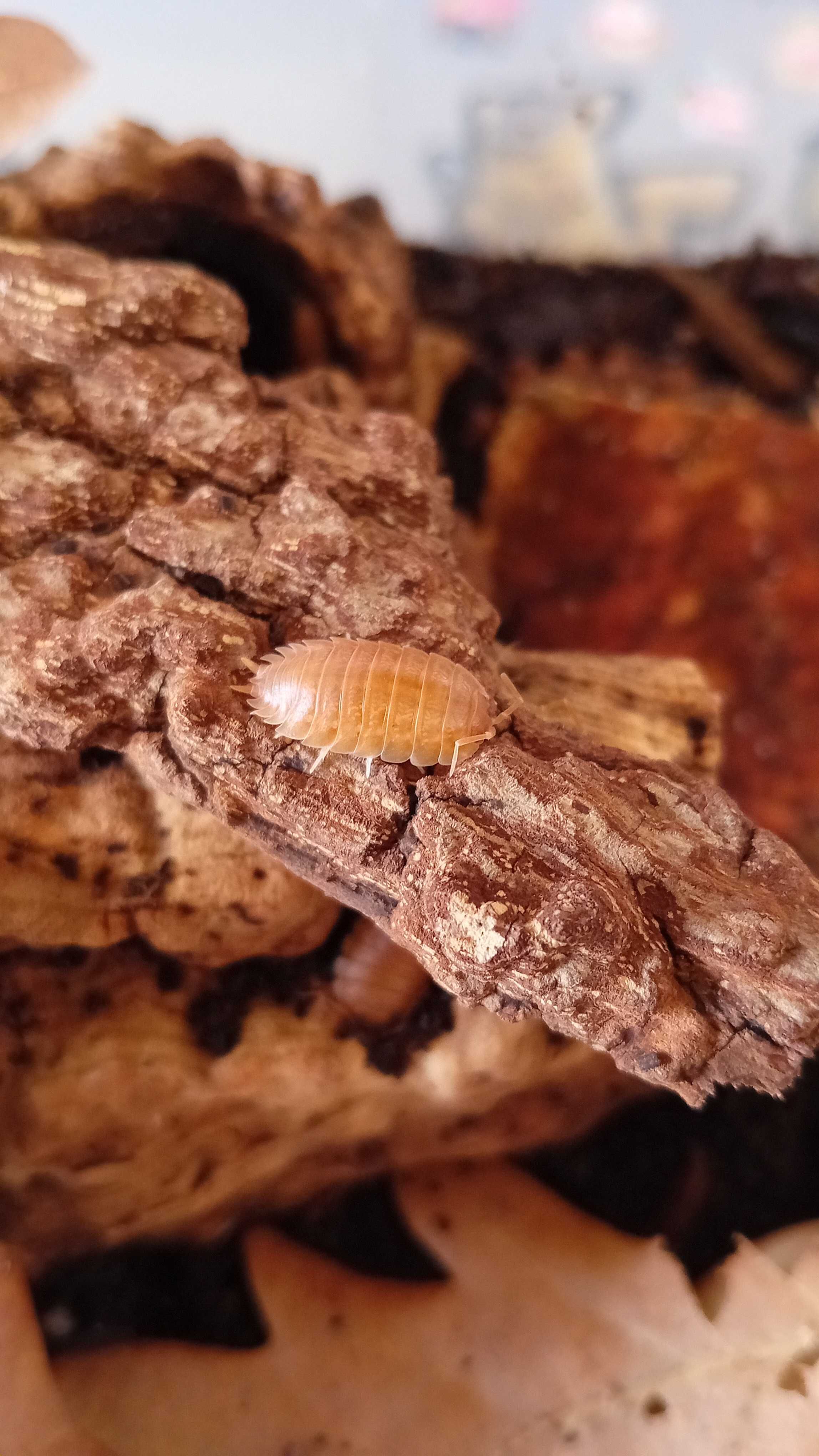 Isopods. "Bichos da conta".