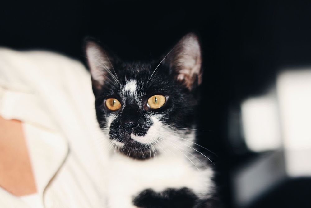 HOBBS gatinho para adoção responsavel