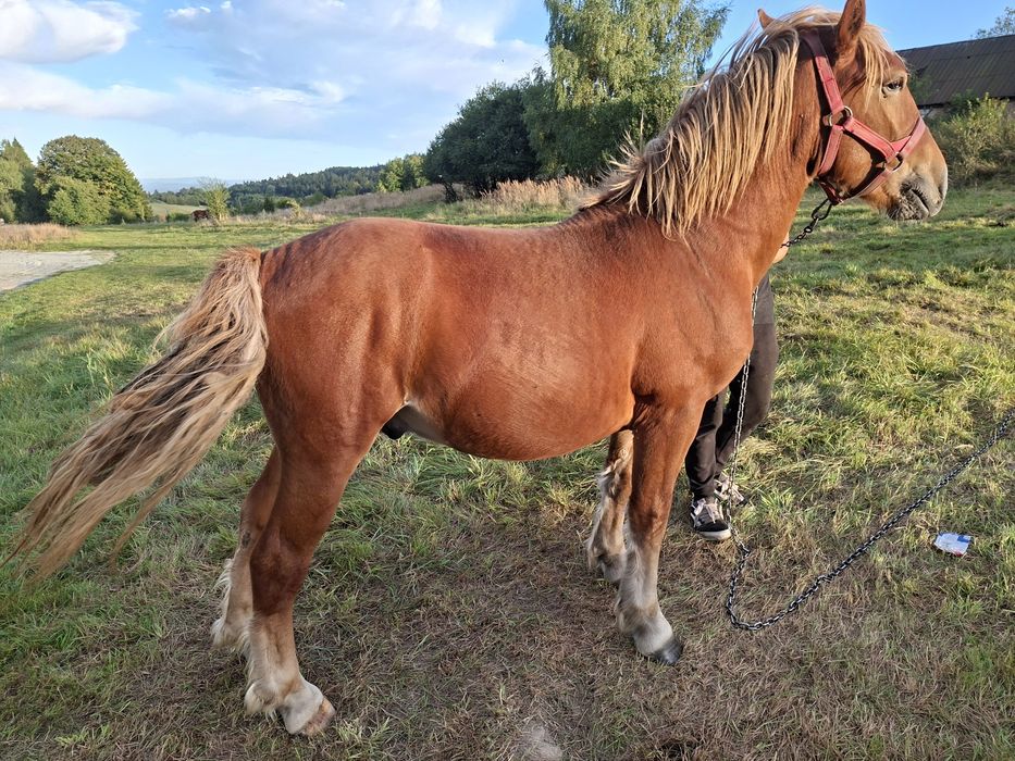 Sprzedam ogierka zimnokrwistego