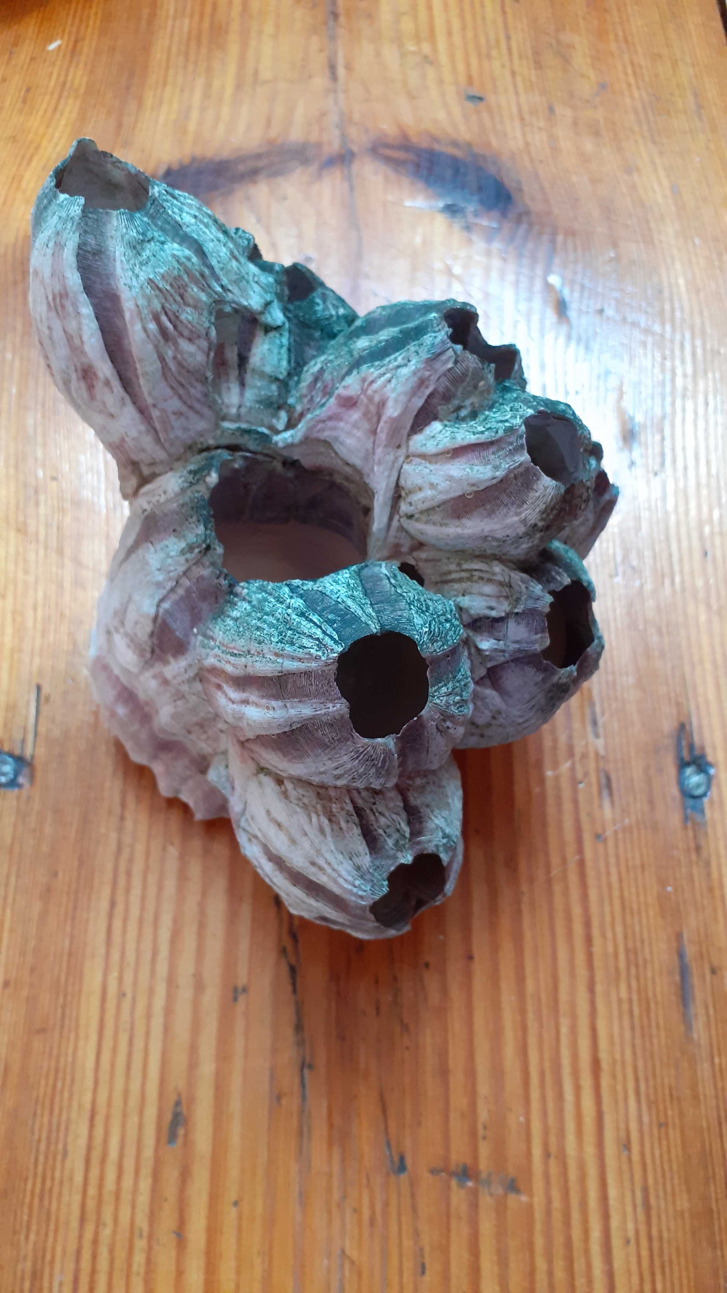 Koralowiec czerwony zielony piaskowiec muszle pąkle 20cm element