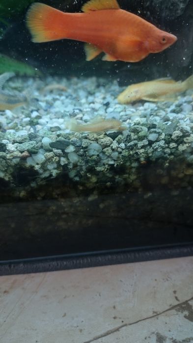 Sprzedam kilka sztuk zbrojników