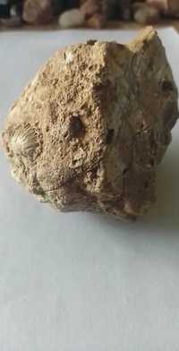 Skamielina z muszelkami z ok 250 do 65 mln lat." Amonit" Kwarc.