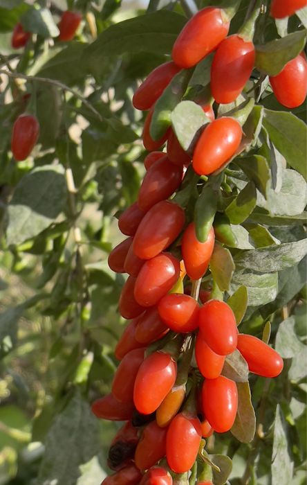 Годжі -чудо ягода , антиоксидантна бомба !