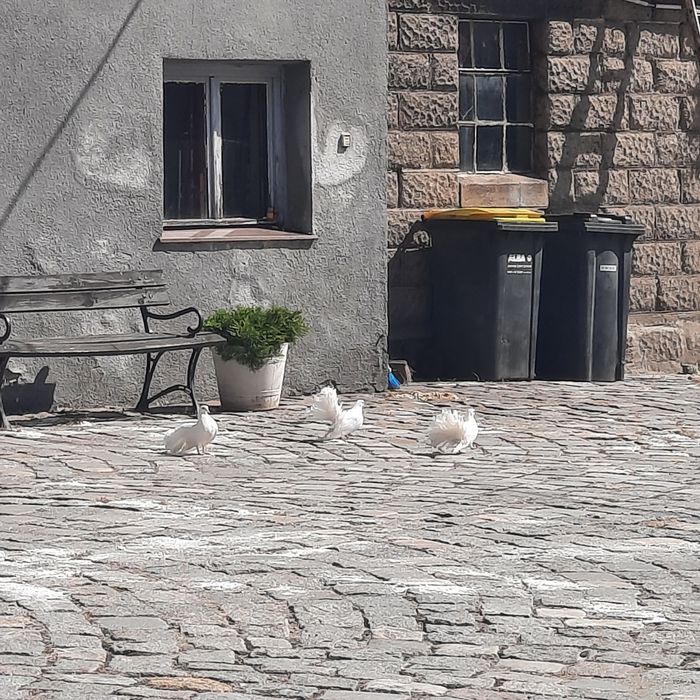 Gołębie piękne białe pawiki