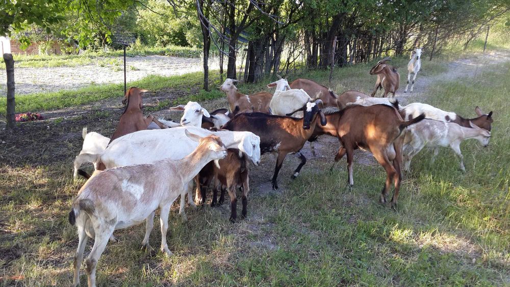 Кози породисті розумні та ручні. 9шт. Траса Київ-Чоп с.Ясенів