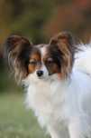 spaniel kontynentalny papillon