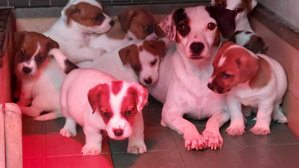 Jack Russel Terrier com LOP