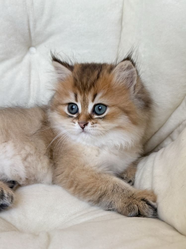 Шотландський котик, scottish straight, шотландські кошенята