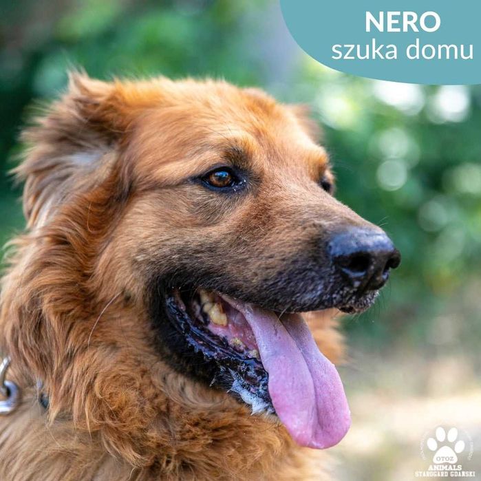 Nero w typie Owczarka do adopcji