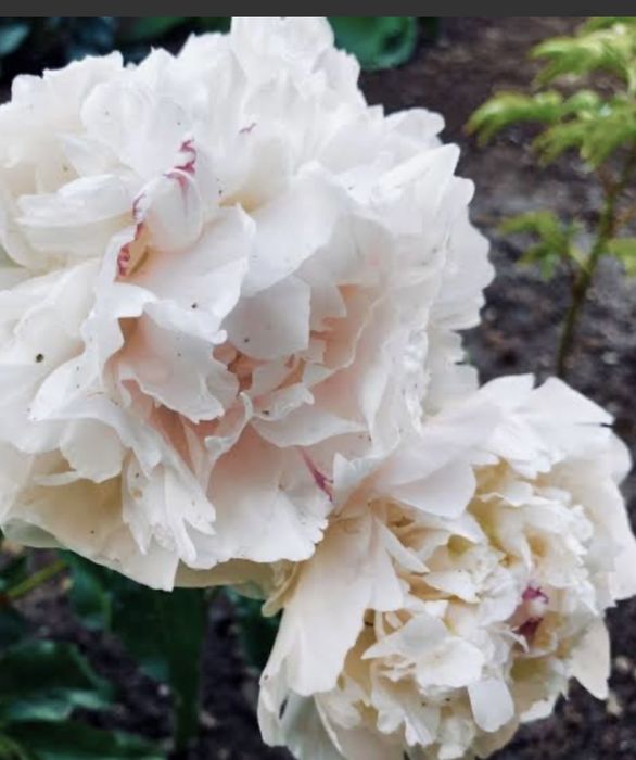 Півонія My love кореневища