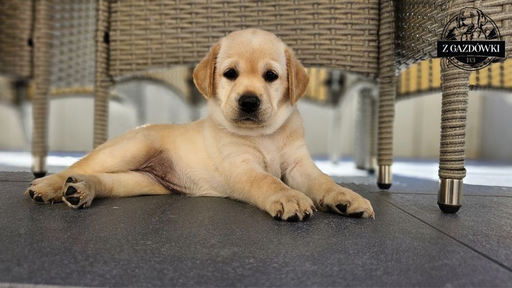 Labrador Retriever FCI ZKwP