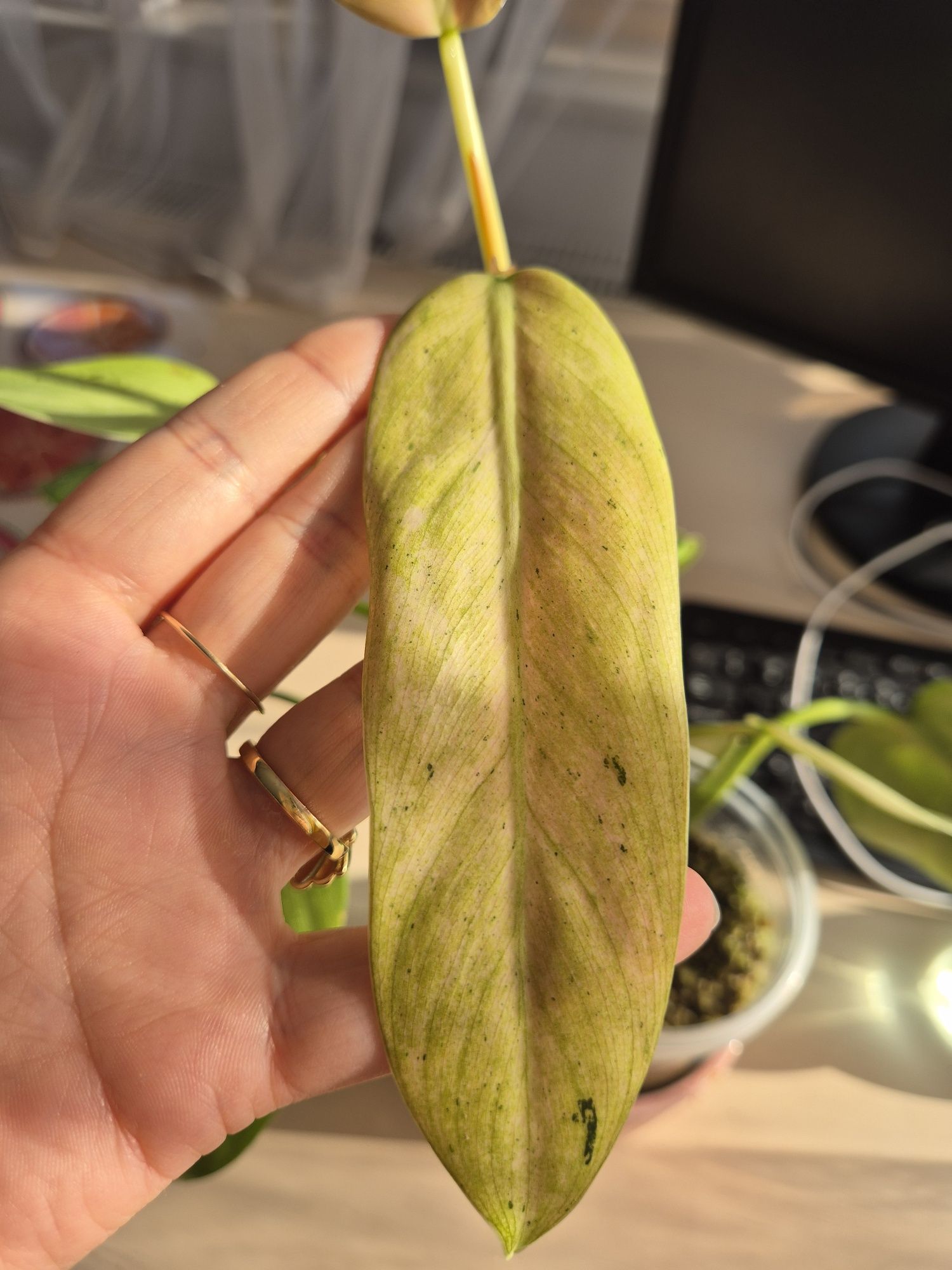 Philodendron Whipple Way