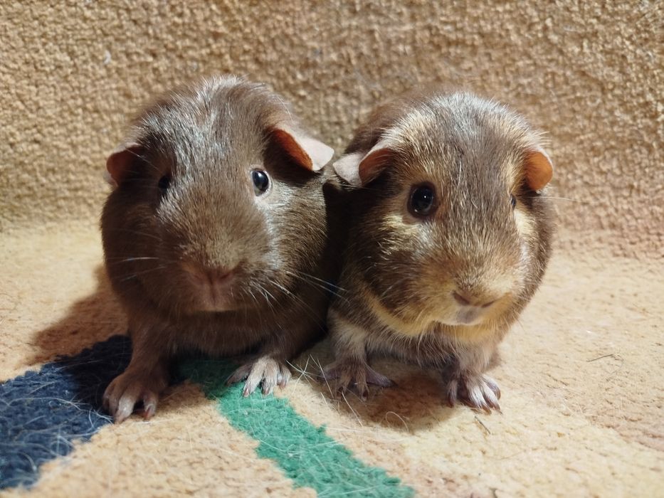 Морская свинка. Девочка. Шоколад селф..