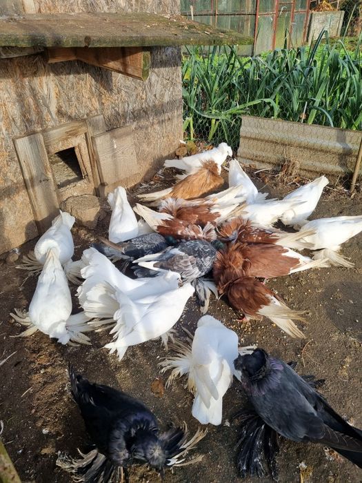 Gołębie ozdobne sprzedam