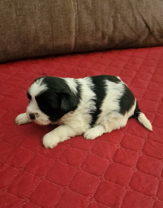 Femea Shih-Tzu LOP e Afixo