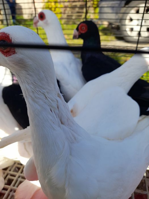 Gołębie indiany samce I samice