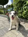 Border Collie Sunia