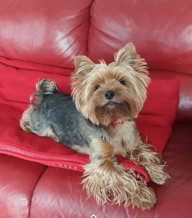 Грумінг, навчання