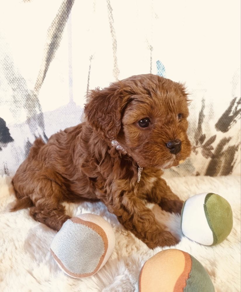 Zarezerwowane Cavapoo F1 śliczna mini dziewczynka