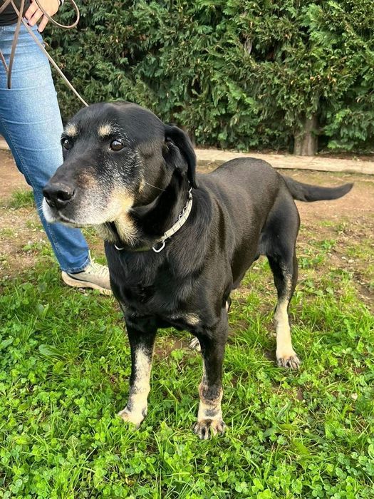 Adoção Responsável - Cão