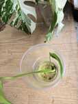 Pedowka monstera burle marx flame