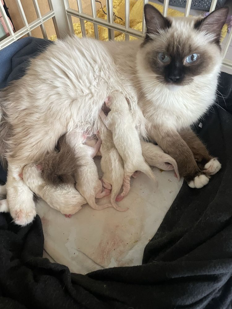 Ragdoll FPL kot  kocurek  14 tygodni seal mitted prawdziwy rodowód