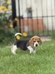 Przesłodkie beagle