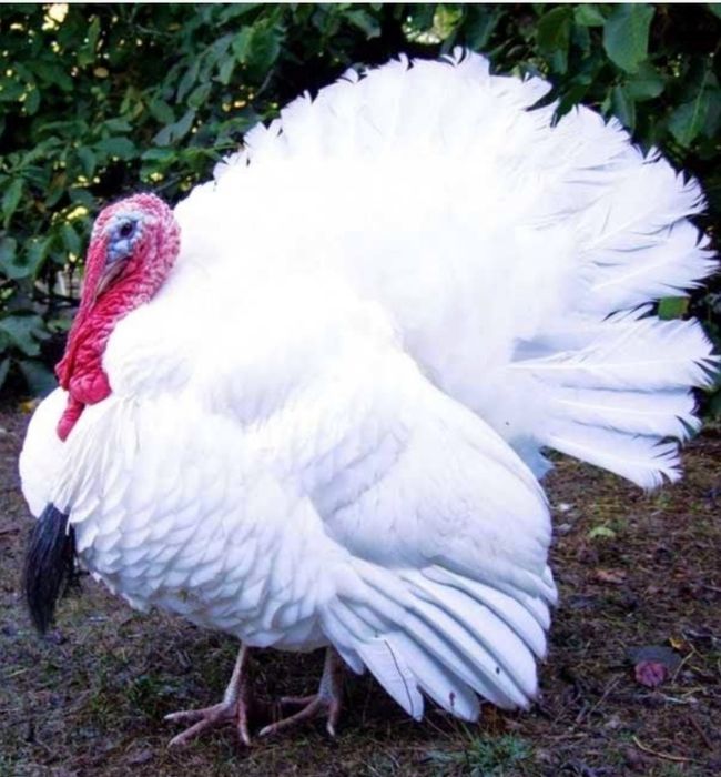 Маю на продаж Індики за 1кг